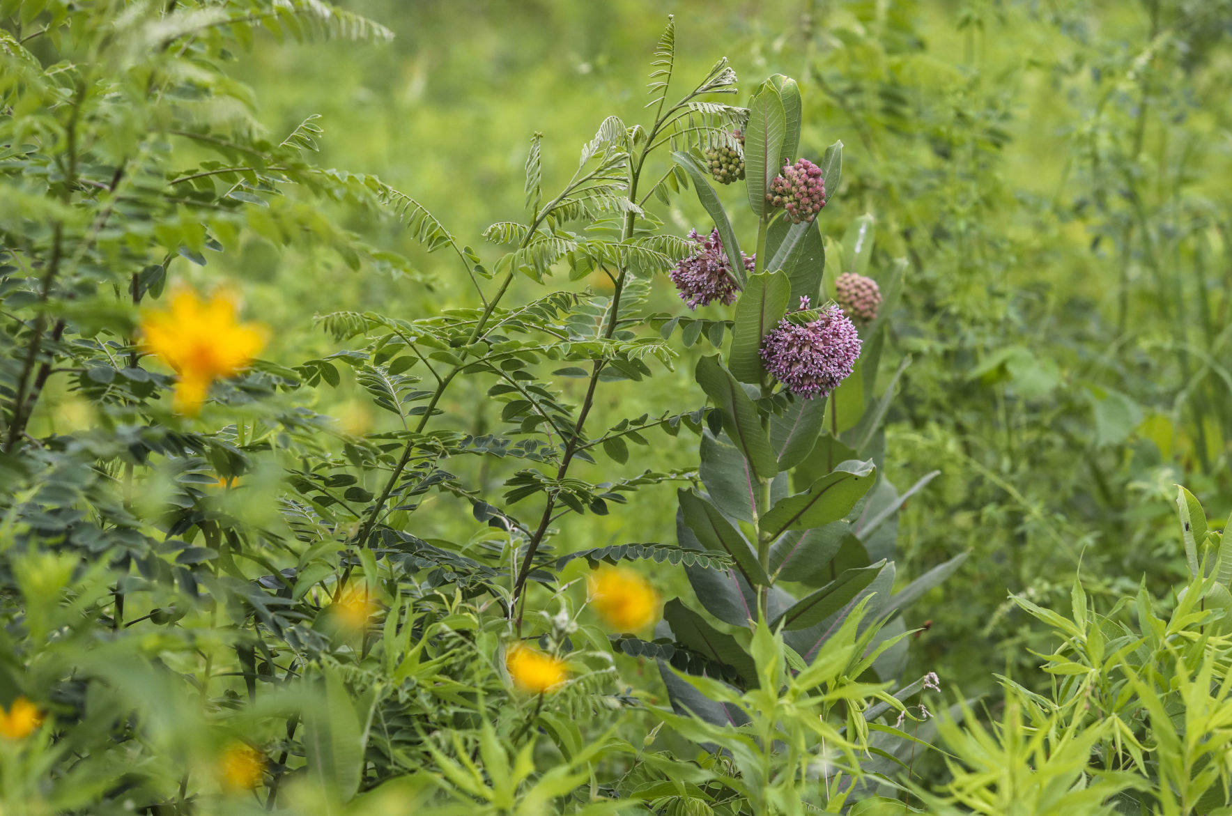 062218-qct-bioblitz-009